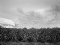 Sugar Cane